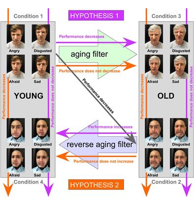 Having Difficulties Reading the Facial Expression of Older Individuals? Blame It on the Facial Muscles, Not the Wrinkles